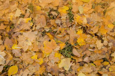 Sonbahar renkli yapraklar arka planda. Ormanda sonbahar yaprakları var. Düşen sonbahar yaprakları