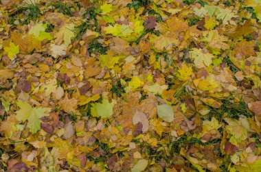 Güneşte sonbahar yaprakları. Sonbahar rengarenk arka plan. Sonbahar yaprakları dökülüyor
