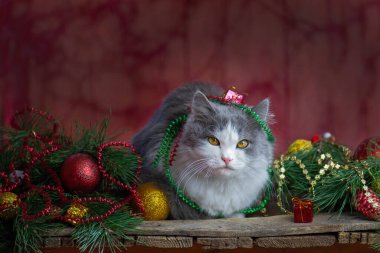 Güzel bir Noel geçmişi. Noel kedisi tahta bir arka planda, Noel oyuncakları ve çelenklerle yatar. Boş arkaplanı bulanıklaştır ve mesajınız için alanı kopyala.