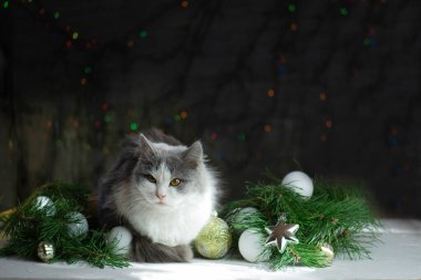 Kedi Noel süsleriyle uyur. Noel 'de uyu. Uyuyan Noel kedisi