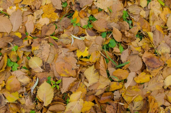 Buntes Laub Sonnigen Wäldern Herbst Natürliche Hintergrundtextur Mit Bunten Blättern — Stockfoto