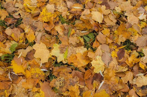 Bunte Herbstblätter Der Herbst Hinterlässt Spuren Herbst Bunte Blätter Fallende — Stockfoto