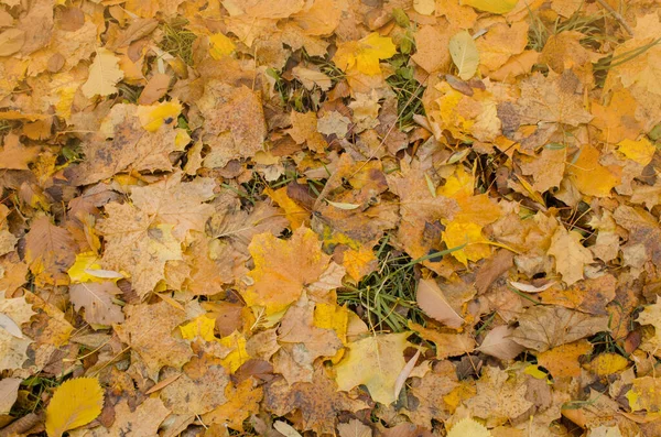 Herbst Bunte Blätter Hintergrund Der Herbst Hinterlässt Spuren Wald Gefallene — Stockfoto