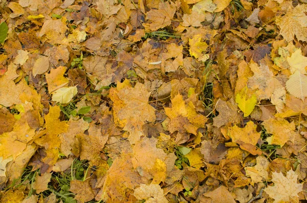 Осенние Листья Фона Осенние Красочные Листья Падающий Осенний Кленовый Лист — стоковое фото