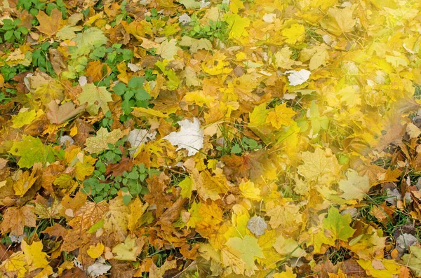 Gelber Ahorn Blättert Hintergrund Der Herbst Hinterlässt Spuren Herbst Herbst — Stockfoto