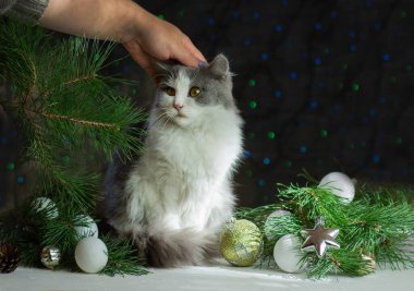 Evde kedisi olan bir kadın Noel ağacının yanında. Kedili kadın Noel ağacının üstünde.