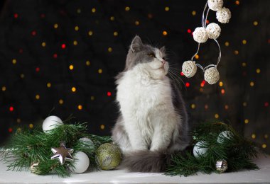 Noel ağacının altındaki kedi. Noel oyuncakları ve kedilerle mutlu kutlamalar.