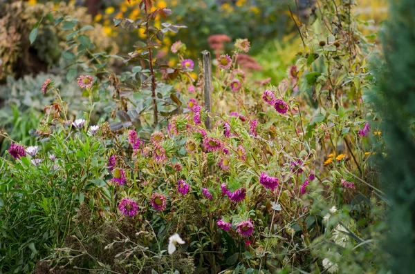 Beautiful autumn garden and blooming perennials. Home garden on house backyard. Scenic autumn flowerbed in full autumn bloom