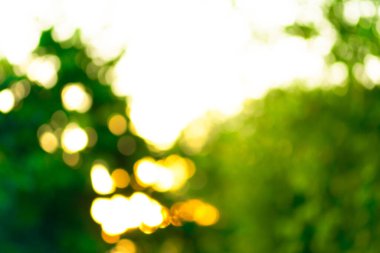 Taze yeşil arka plan ve soyut bulanık yapraklar. Doğal yeşil arkaplan.