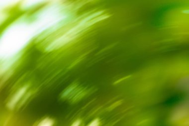 Bokeh yeşili doğa. Kopya alanı ile yeşil doğa bokeh arkaplan