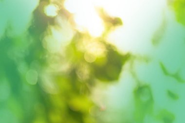 Taze yeşil arka plan ve soyut bulanık yapraklar. Güneş ışığı arkaplanındaki soyut yeşil bokeh arkaplanı.