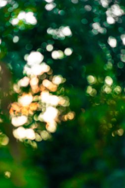 Doğal bokeh arka plan olarak yeşil bitkileri bulanıklaştırdı. Defocus yeşilliği bulanıklaştırdı soyut yaprak duvar kağıdı.