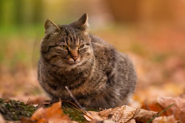 Güzel işaretlenmiş tekir kedi. Kedi sonbahar günü tarlada oturuyor. Parktaki sarı yapraklarda çizgili tekir kedi