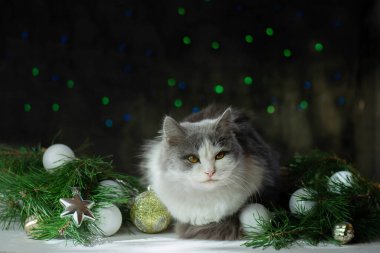Noel ağacının olduğu odada evcil hayvan. Noel ağacının altındaki güzel kedi. Kedi ve Noel oyuncakları Noel ışıklarının arka planında