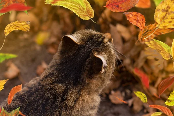 Striped Tabby Cat Lying Leaves Autumn Striped Tabby Cat Autumn — Stock Photo, Image
