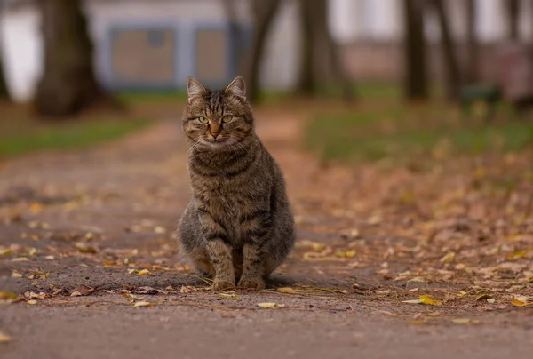 Randigt Tabby Kattporträtt Nära Håll Höstskogen Vackert Märkt Tabby Katt — Stockfoto