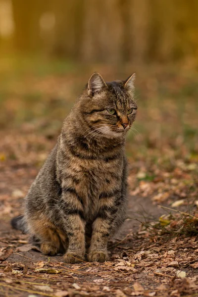 Kočky Hrají Podzim Listím Chlupatá Kocour Barevných Listech Přírodě Proužkovaná — Stock fotografie