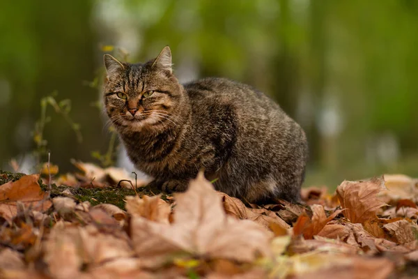 Katt Leker Hösten Med Lövverk Fluffig Tabby Katt Färgade Blad — Stockfoto