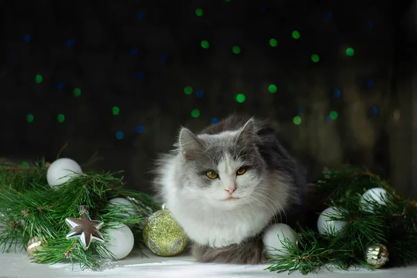 Noel ağacının olduğu odada evcil hayvan. Noel ağacının altındaki güzel kedi. Kedi ve Noel oyuncakları Noel ışıklarının arka planında