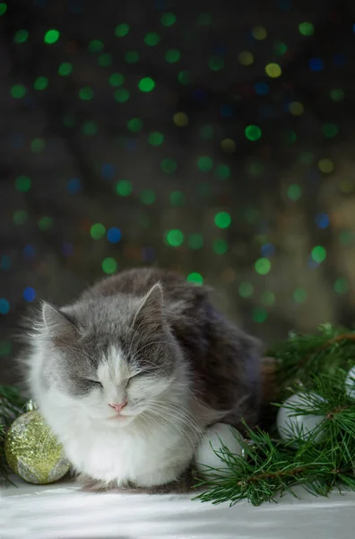 Cat sleeps with Christmas decorations. Sleep over Christmas. Sleeping christmas kitte