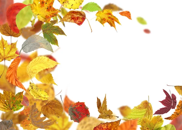 秋の葉が落ちて回転します 秋の紅葉は白地に孤立しています 秋の紅葉 — ストック写真