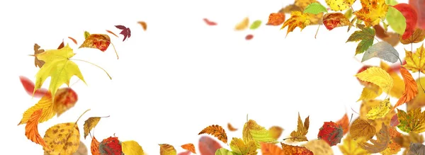 白い葉に孤立した秋の紅葉 秋の葉が地面に落ちる 秋の紅葉と回転 — ストック写真
