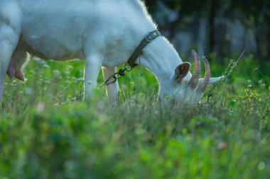 Evcil keçiler güneşli bir günde çayırlarda otlarlar. Keçiler çayırda sürünüyor. Keçi yeşil çayırda ot yiyor..