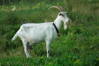 Keçi, ağaçların dallarını ve yapraklarını çiğniyor. Evcil keçiler güneşli bir günde çayırlarda otlar..
