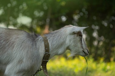 Doğadaki güzel keçi portresi. Keçi yetiştirmeyi. Genç keçi açık havada güneşli bir günde.