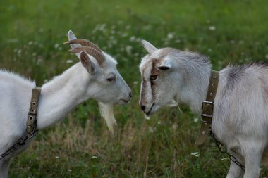 Gün batımında güzel genç keçiler. Yaşam tarzı keçi fotoğrafı. Keçi sağlığının kavramsal fotoğrafçılığı. Çekici keçi resimleri..