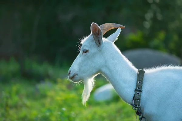 Beautiful Young Goat Portrait Outdoors Sunset Backyard Homestead Goats Cheerful — Stock Photo, Image