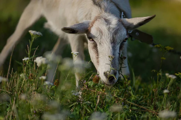 Les Chèvres Sont Pâturées Sur Les Pâturages Chèvres Broutant Coucher — Photo