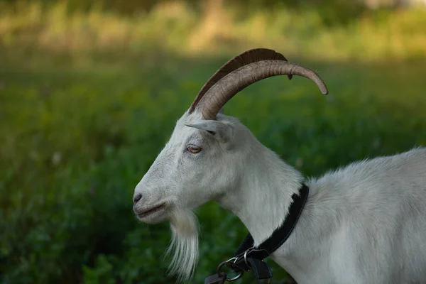 Traditional Organic Free Range Poultry Farming Goat Countryside Blooming Meadows — Stock Photo, Image