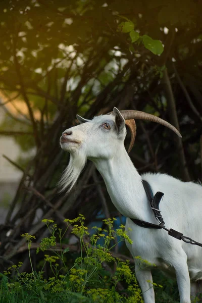 Felnőtt Falusi Kecske Farmon Hátsó Kerti Állatok Farm Kecske Élvezi — Stock Fotó