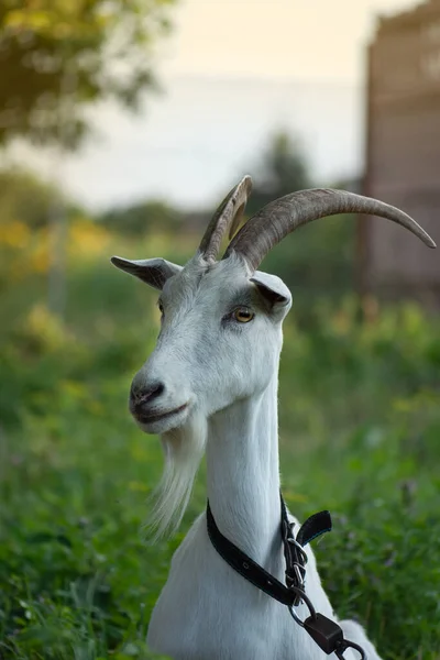 Piękny Kozi Portret Naturze Jak Hodować Kozy Młoda Koza Słoneczny — Zdjęcie stockowe