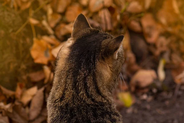 Spotted Tabby Beau Chat Jeune Chaton Assis Dans Feuillage Dans — Photo