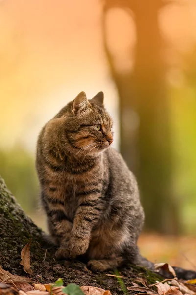 Randig Tabby Katt Hösten Röd Orange Gula Höstlöv — Stockfoto