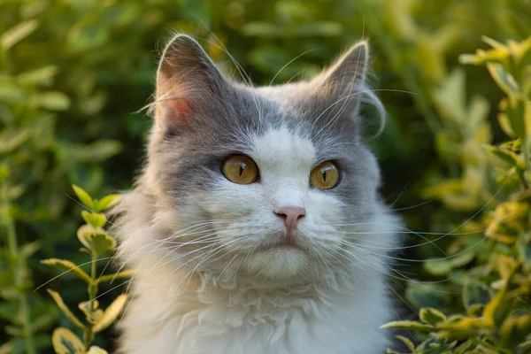 Gato Caminho Fundo Jardim Verde Verão Gato Prado Com Flor — Fotografia de Stock