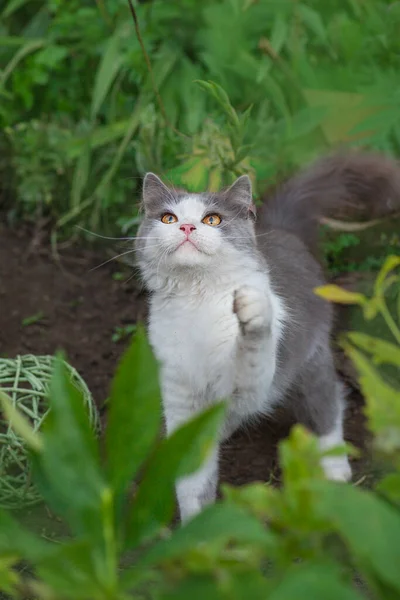 Atraktivní Kočka Odpočívající Venku Zahradě Veselá Kočka Mezi Květinami Jaře — Stock fotografie