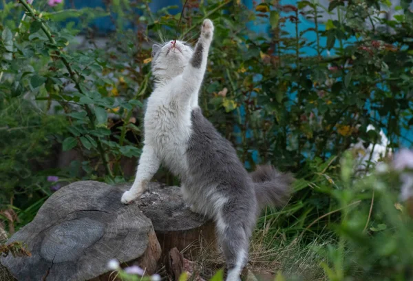 Cheerful cat in summer landscape. Cat lies in colorful flowers and green bokeh in background.