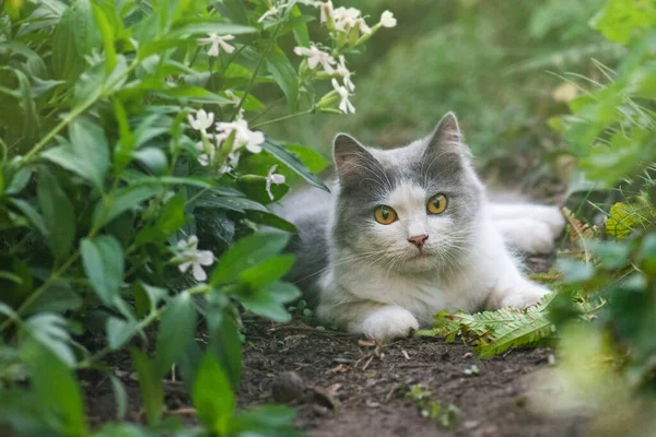 秋天花园里快乐的小猫咪的画像 草地上的脏猫 猫在一个五彩缤纷的花园子里嗅花 — 图库照片