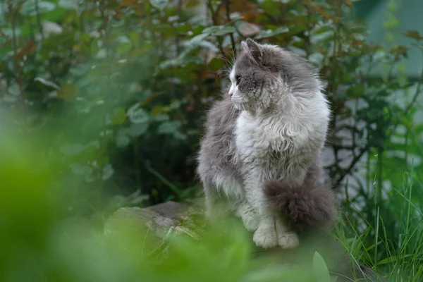 Χαρούμενη Γάτα Στο Καλοκαιρινό Τοπίο Cat Βρίσκεται Πολύχρωμα Λουλούδια Και — Φωτογραφία Αρχείου