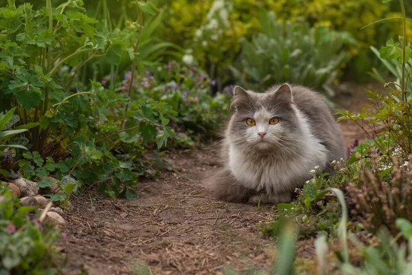 夏天的风景中快乐的猫 猫躺在五彩缤纷的花朵中 背景是绿色的山雀 — 图库照片