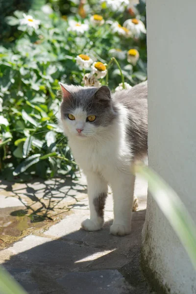 Bahçede Çiçeklerle Oynayan Kedi Portresi Doğayla Uyum Içinde Yaşıyor Doğada — Stok fotoğraf