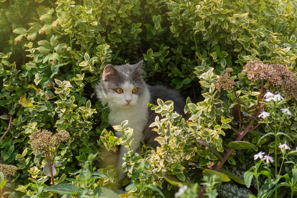 Gato Sendero Fondo Del Jardín Verde Verano Gato Prado Con —  Fotos de Stock