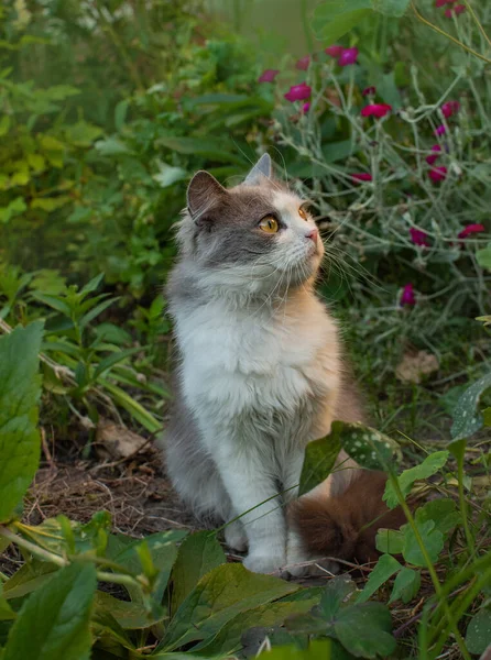 Glädje Naturen Ganska Söt Katt Sitter Ängen Utomhus Natur Koppla — Stockfoto