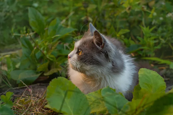 Außenporträt Einer Katze Die Mit Blumen Einem Garten Spielt Lebt — Stockfoto