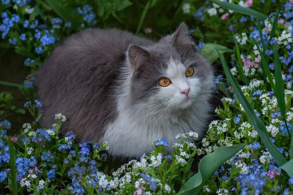 Mooie Gelukkige Kat Die Geniet Van Natuur Jonge Kat Ontspannen — Stockfoto