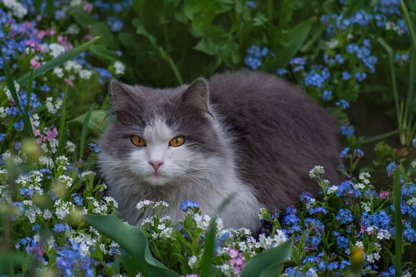 Atmosfäriskt Ögonblick Naturen Utomhus Ung Katt Promenader Och Njuta Vacker — Stockfoto