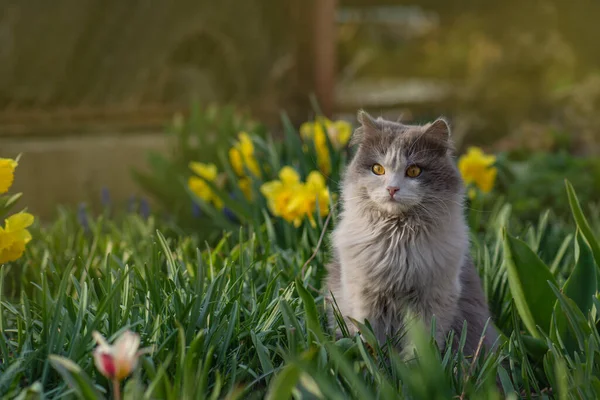 Doğada atmosferik an. Genç kedi yürüyor ve güzel bir bahçenin tadını çıkarıyor. Mutlu güzel kedi gardda duruyor
